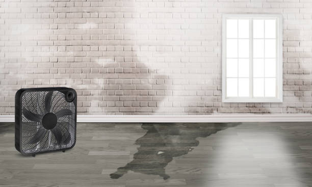 Best Local water damage restoration  in Dixmoor, IL